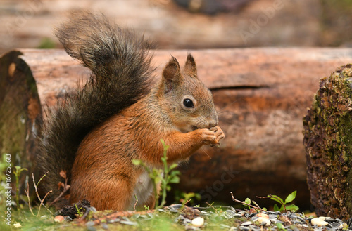 Red Squirrel  Sciurus vulgaris 