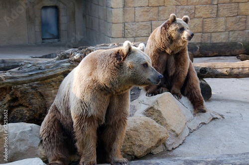 Couple d'ours bruns