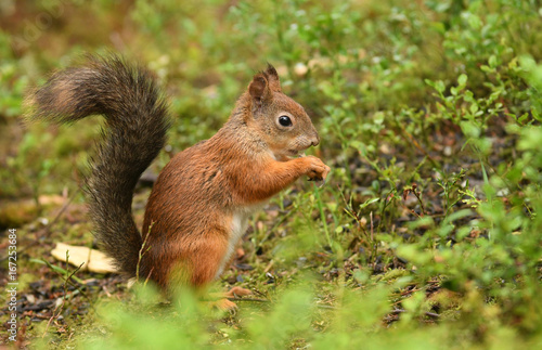 Red Squirrel  Sciurus vulgaris 