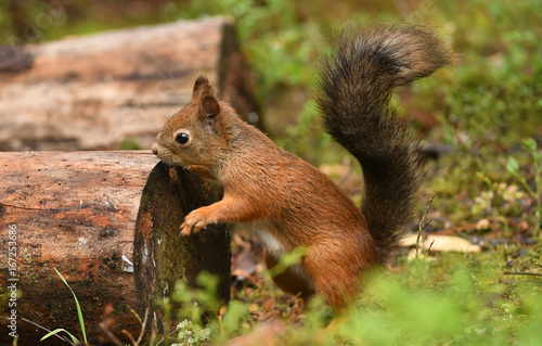 Red Squirrel  Sciurus vulgaris 