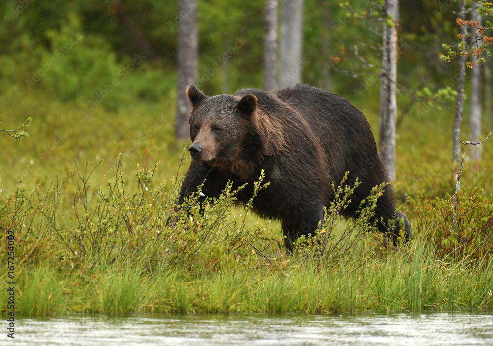 Fototapeta premium Wild brown bear (Ursus arctos)