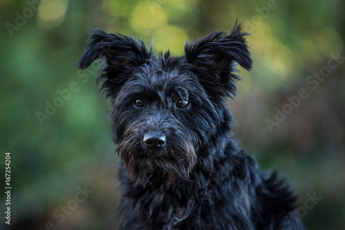 schwarzer Terrier