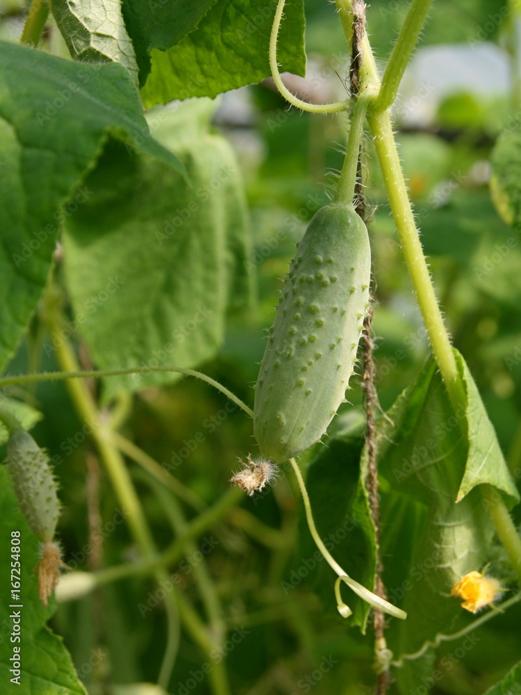 Cucumber on tree in the garden. Cucumber on tree in the garden.