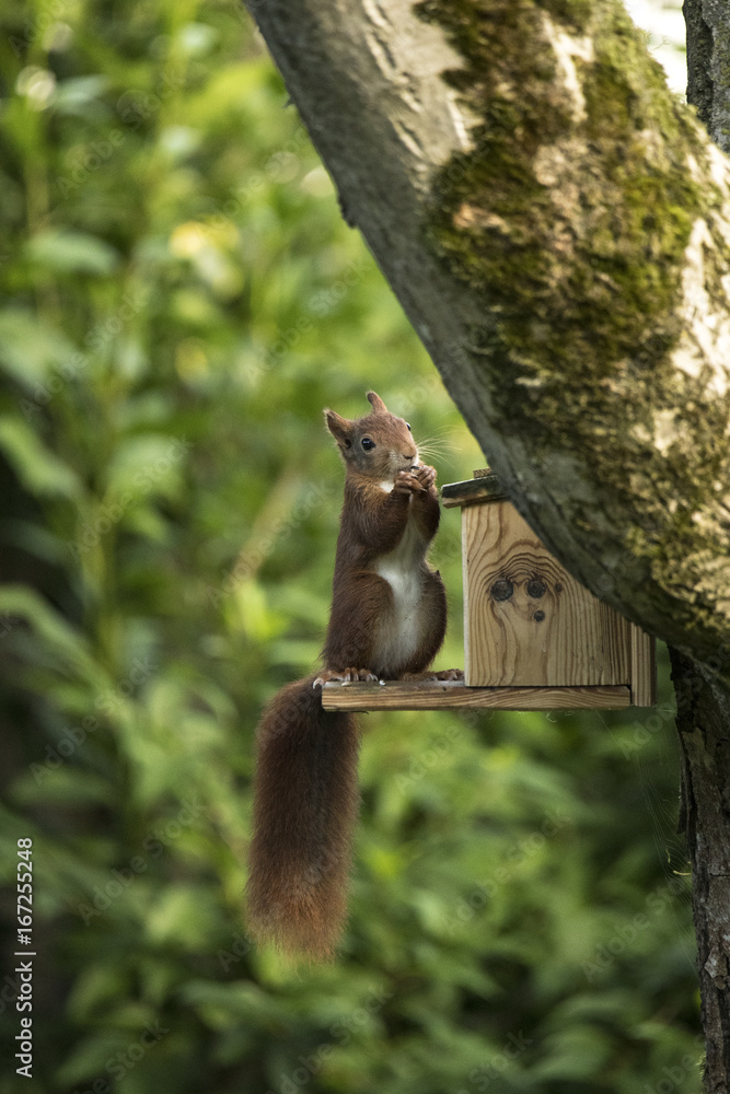 Obraz premium Red squirrel sitting and eating