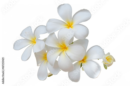 Plumeria flower on white background or white flowers isolated