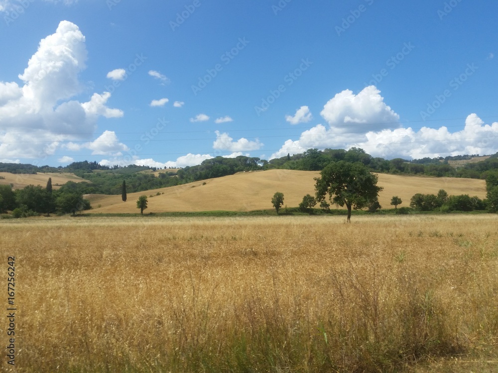 Fototapeta premium Campagna toscana d'estate