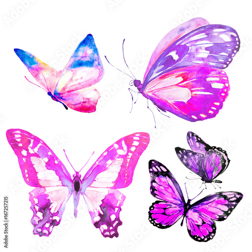 beautiful butterflies, set,watercolor,isolated on a white © aboard