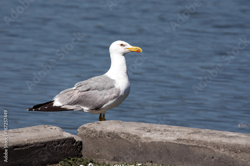 Great black-backed gull  Larus marinus  Romania