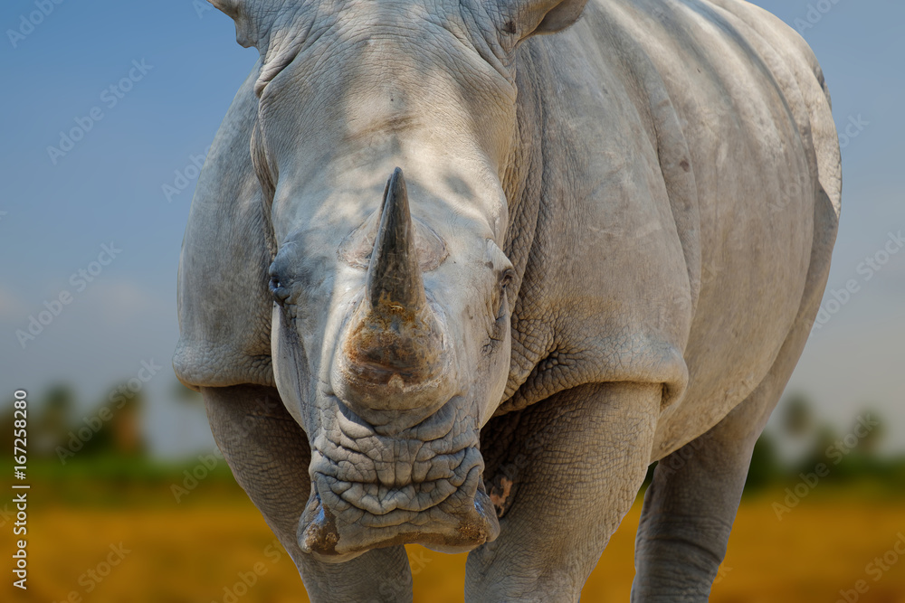 Fototapeta premium Rhinoceros on blur forest.