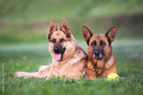 Photography two german shepherd dogs lying down outdoors