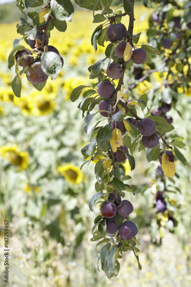 Branch of a tree with red plums in the background, out of focus, a field sown with sunflowers Branch of a tree with red plums in the background, out of focus, a field sown with sunflowers