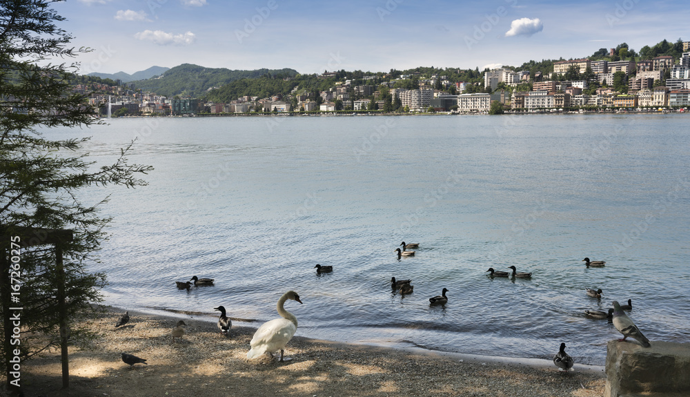 Fototapeta premium View of the houses of Lugano with the Lugano lake and a swan in the foreground - Lugano, Lake Lugano, Lugano, Ticino, Switzerland, Europe