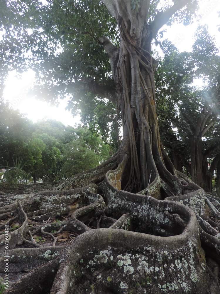 Tangled roots of a tree Tangled roots of a tree