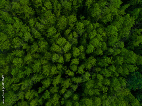 Green forest from above