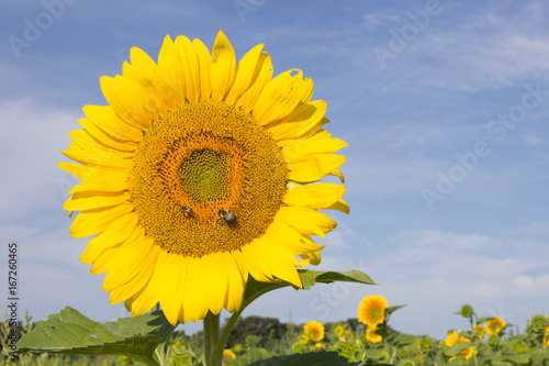 Look at me sunflower