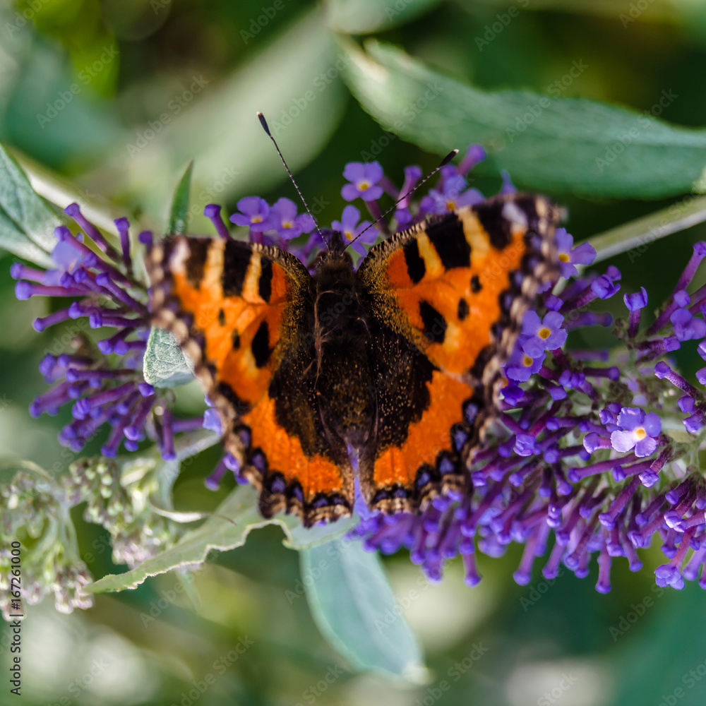 Obraz premium Colorful summer background