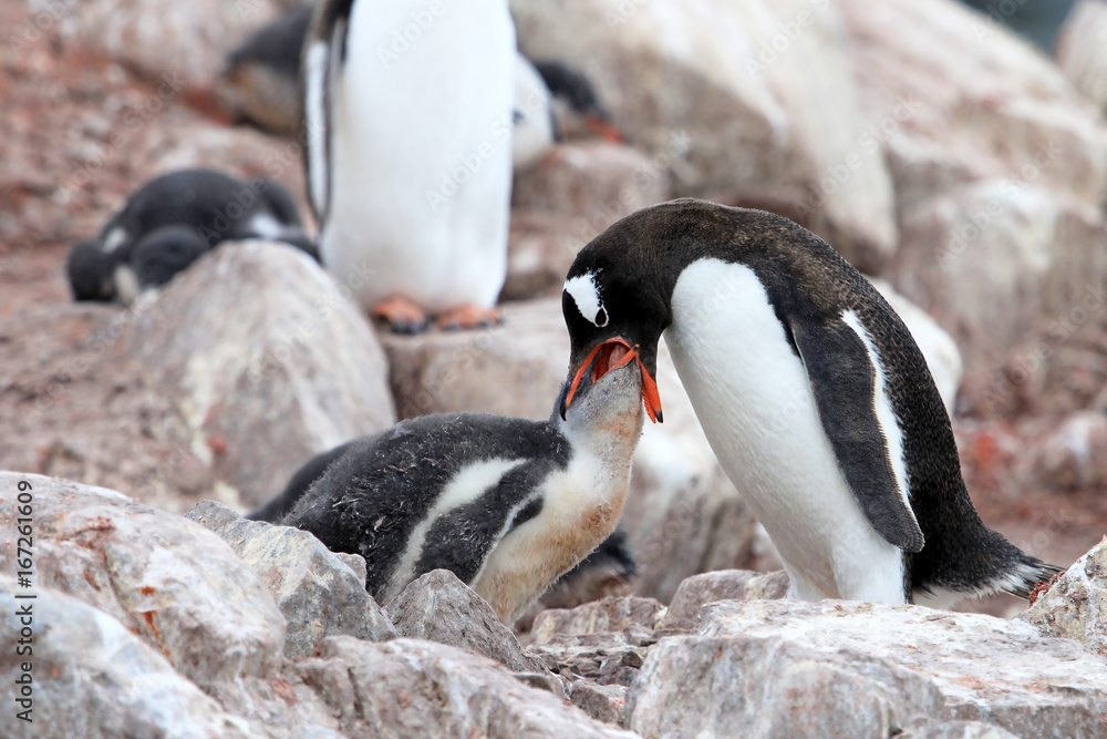 Fototapeta premium Gentoo penguins, mother and chick, Pygoscelis Papua, Antarctic Peninsula Antarctica