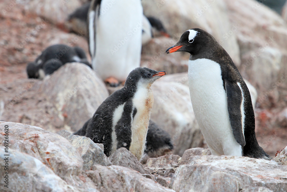 Fototapeta premium Gentoo penguins, mother and chick, Pygoscelis Papua, Antarctic Peninsula Antarctica