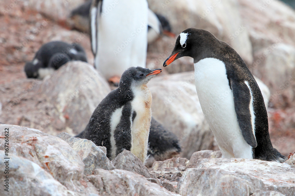 Fototapeta premium Gentoo penguins, mother and chick, Pygoscelis Papua, Antarctic Peninsula Antarctica