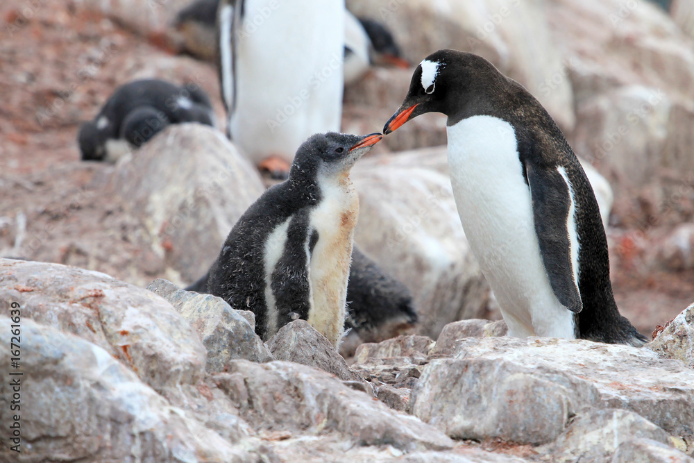 Naklejka premium Gentoo penguins, mother and chick, Pygoscelis Papua, Antarctic Peninsula Antarctica
