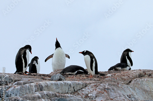 Gentoo penguins, Pygoscelis Papua, Antarctic Peninsula Antarctica