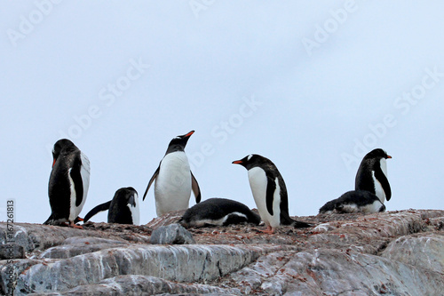 Gentoo penguins  Pygoscelis Papua  Antarctic Peninsula Antarctica