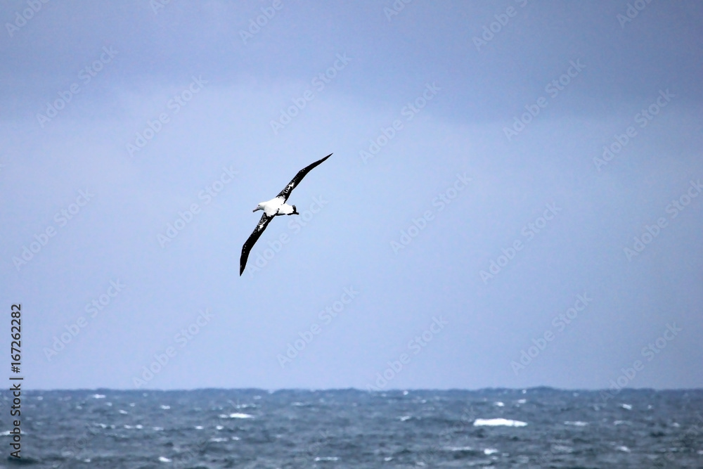 Flying Wandering Albatross, Snowy Albatross, White-Winged Albatross or Goonie, diomedea exulans, Antarctic ocean, Antarctica