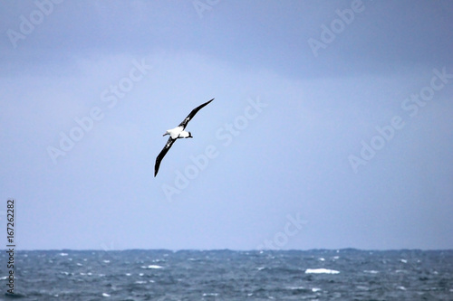 Flying Wandering Albatross, Snowy Albatross, White-Winged Albatross or Goonie, diomedea exulans, Antarctic ocean, Antarctica © reisegraf