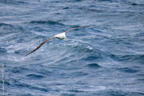 Flying Wandering Albatross  Snowy Albatross  White-Winged Albatross or Goonie  diomedea exulans  Antarctic ocean  Antarctica