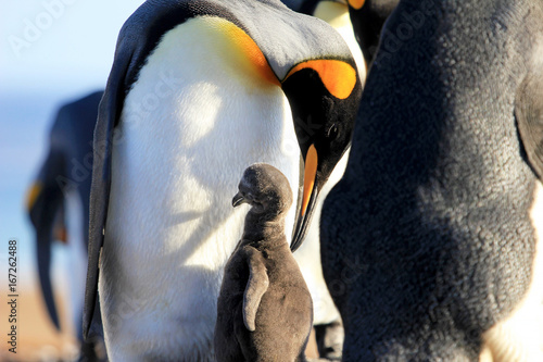 King penguins with chick, aptenodytes patagonicus, Saunders Falkland Islands Malvinas photo