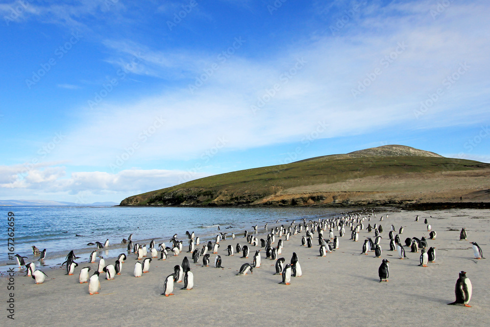 Obraz premium Pingwiny białobrewe, Pygoscelis Papua, Saunders Falkland Islands, Malvinas