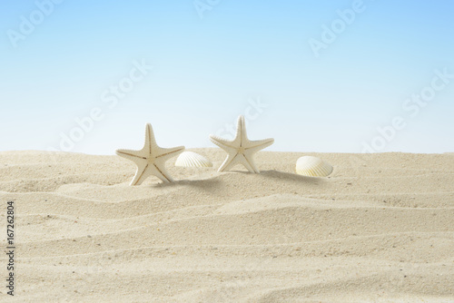 Estrellas de mar de color blanco en la arena