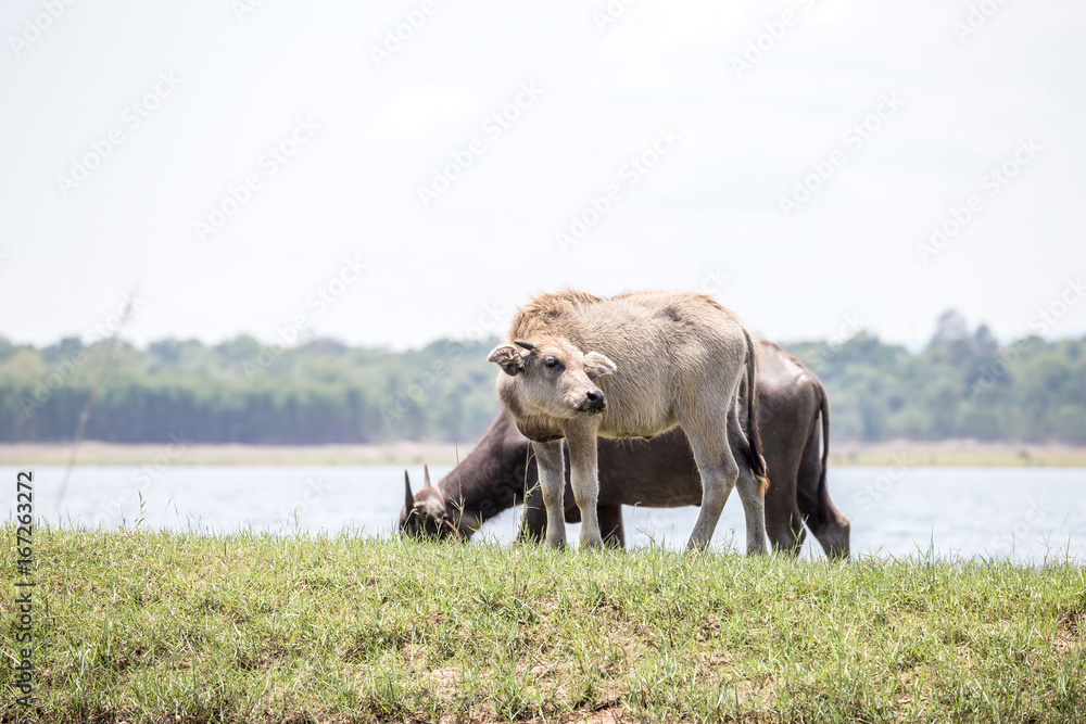 Fototapeta premium water buffalo in thailand