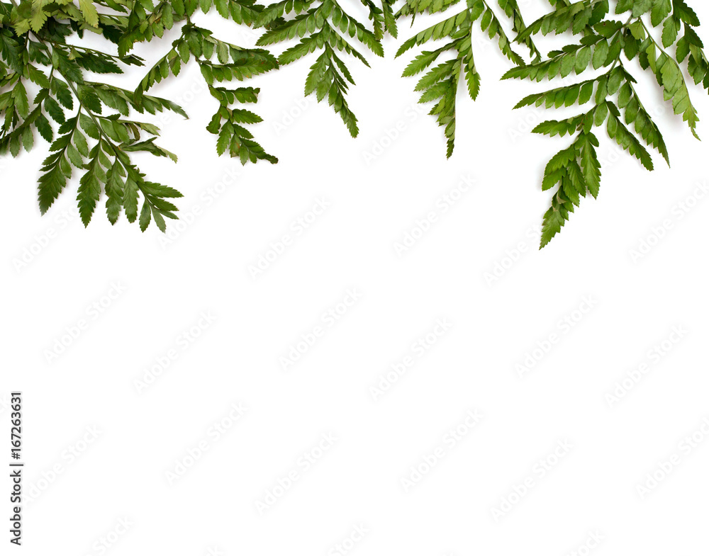 fresh light green leave on white background for spring summer concept.
fresh light green leave on white background for spring summer concept.