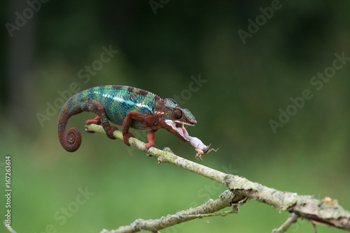 Chameleon Furcifer pardalis Ambolobe 2 years old, Madagascar endemic Panther chameleon in angry state, pure Ambilobe (Chamaeleoninae)