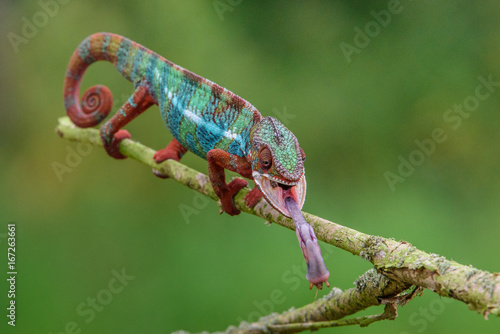 Chameleon Furcifer pardalis Ambolobe 2 years old, Madagascar endemic Panther chameleon in angry state, pure Ambilobe (Chamaeleoninae) photo