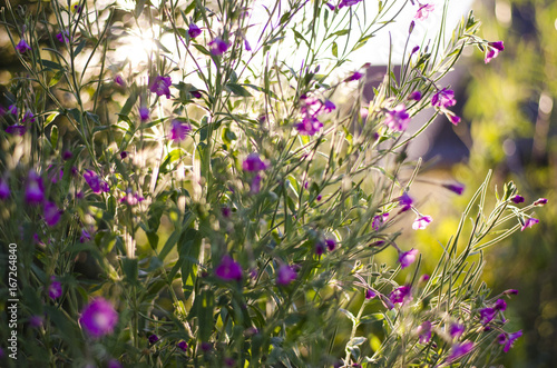 Wallpaper Mural purple Torontodigital.ca