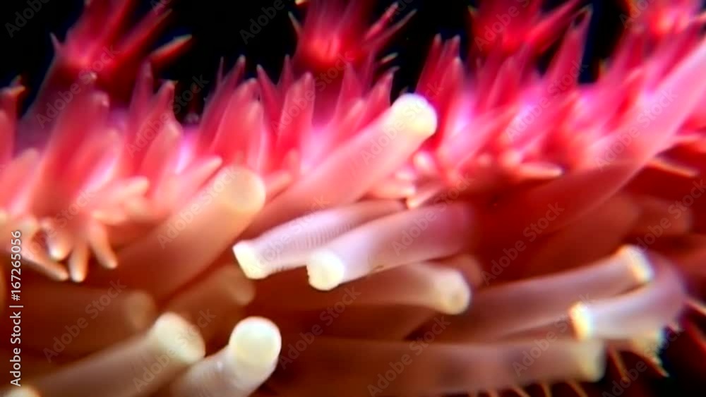 Needles and tentacles of starfish close up underwater on seabed of White Sea. Unique amazing beautiful exotic macro video. Marine life on background of pure clear clean water. Needles and tentacles of starfish close up underwater on seabed of White Sea. Unique amazing beautiful exotic macro video. Marine life on background of pure clear clean water.