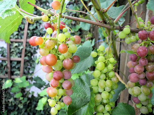 growing grapes white and blue