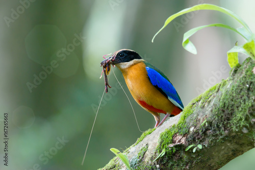 Canvas Print Beautiful bird with earth worm in mouth perching on branch