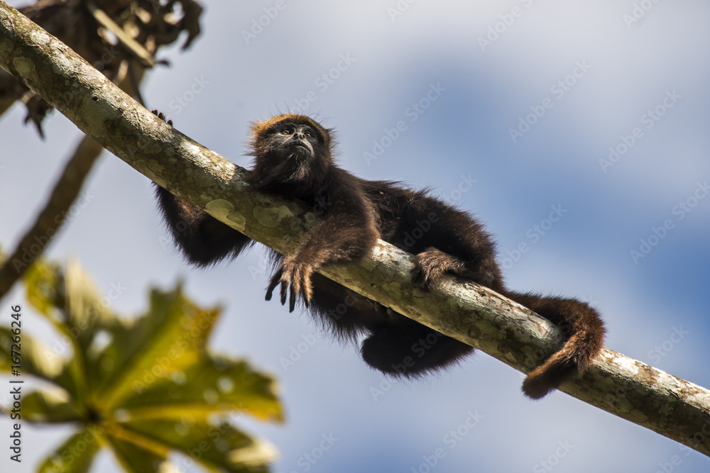 Bugio-ruivo (Alouatta guariba) | Howler monkey Bugio-ruivo (Alouatta guariba) | Howler monkey