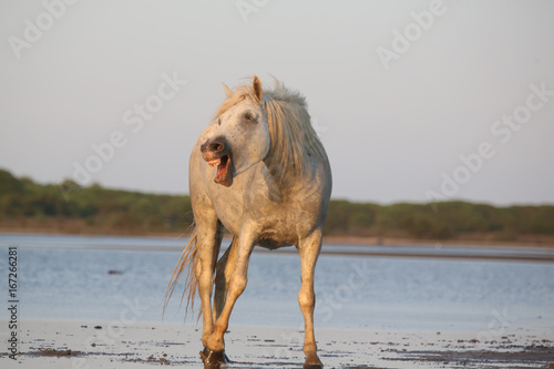 Camargue photo