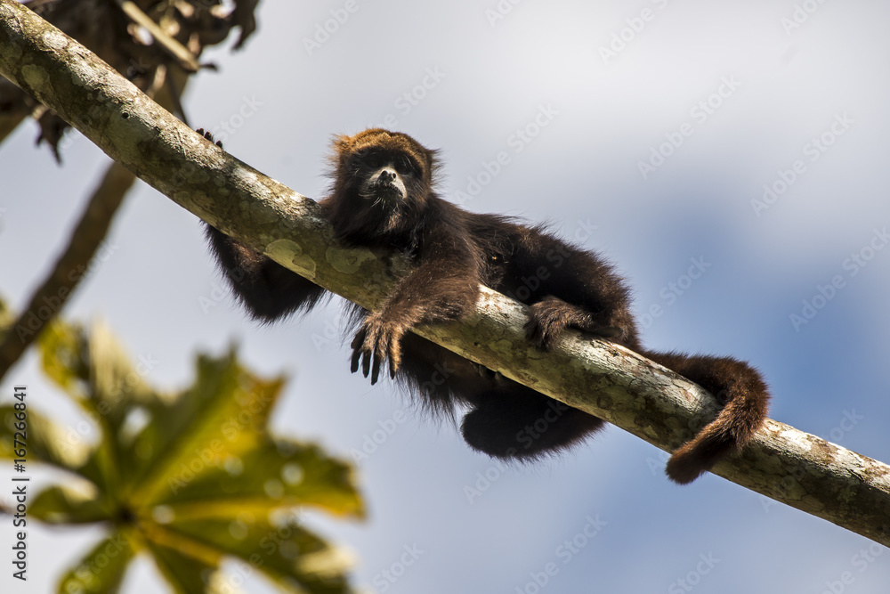 Bugio-ruivo (Alouatta guariba) | Howler monkey