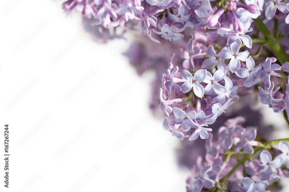 Bez fresh, lilac flowers background - obrazy, fototapety, plakaty 