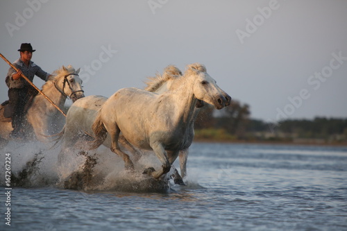 Camargue