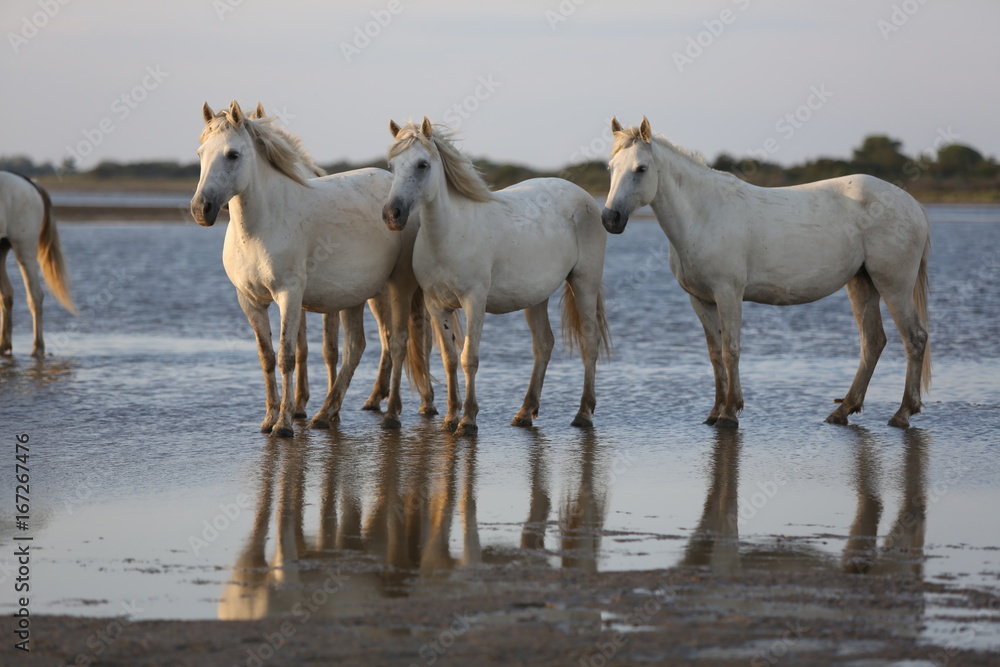 Obraz premium Camargue