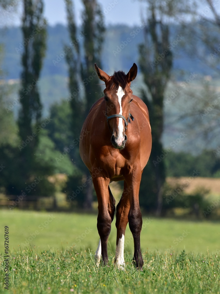 Obraz premium alone,landscape with purebred horse