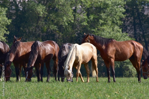 dappled grey and chestnut horses,Czech republic © gallas