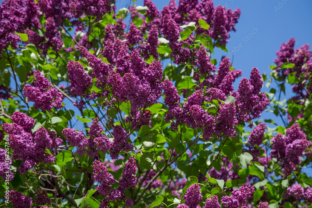 Blossom lilac floral tree green leaves concept spring Blossom lilac floral tree green leaves concept spring