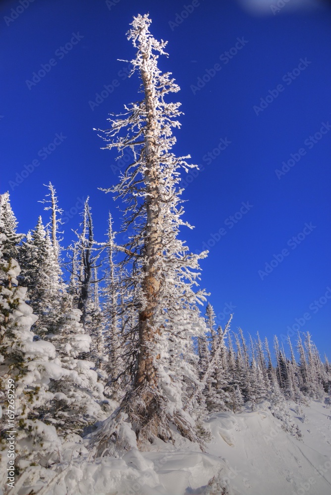 Pine Tree in Snow at Cedar Breaks Pine Tree in Snow at Cedar Breaks